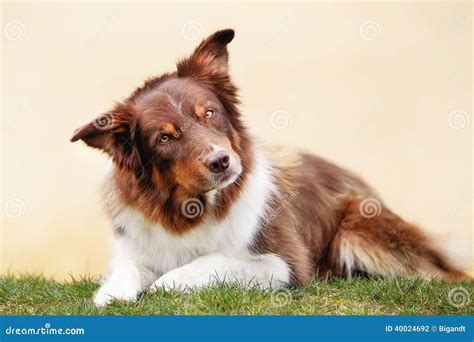Brown border collie stock photo. Image of border, purebred - 40024692