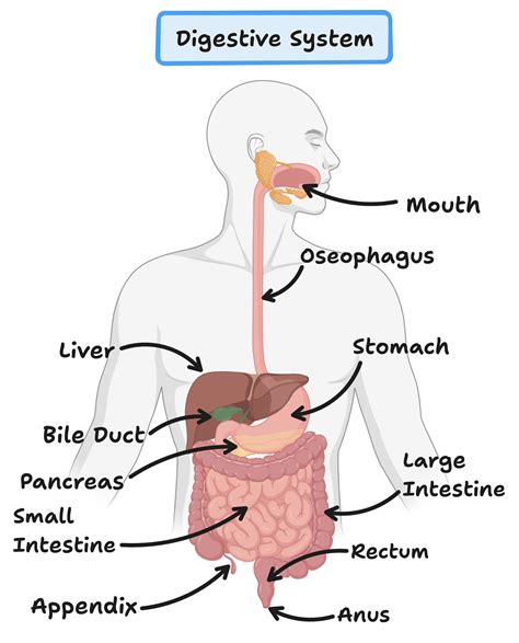 Image result for Digestive System Notes