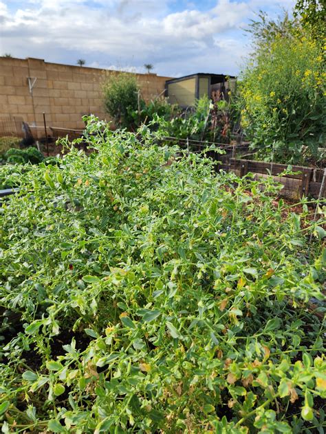 Garbanzo Bean Seeds, AKA Chickpeas. Non-GMO, Heirloom, Open Pollinated ...