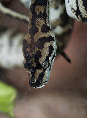 Image result for Carpet Python Skull