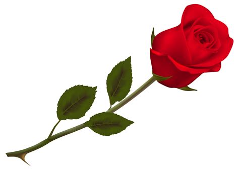 Transparent Beautiful Red Rose PNG Picture | Gallery Yopriceville ...