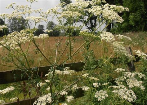 Effects Of Poison Hemlock Poison Hemlock Identification And Control