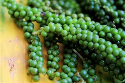 Organic Fresh Green Peppercorn – GreenDNA® India