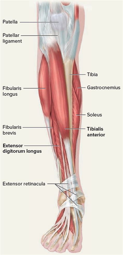 Leg Tendon - In the femur, tibia, and basitarsus.