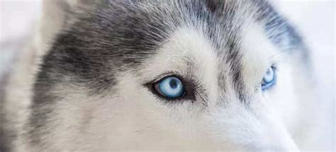 “Eyes of Ice, Heart of Fire: The Enchanting World of Siberian Huskies"