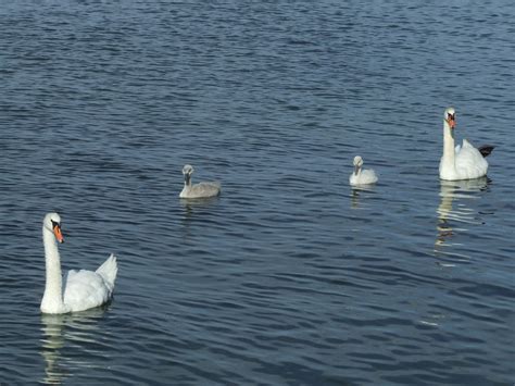 Free Images : sea, wing, lake, reflection, fauna, goose, vertebrate ...