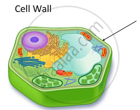 Structure of a Cell - Cell Wall - “Supporter and Protector” | Shaalaa.com