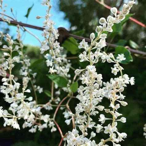 Silver Lace Vine Care: Tips On Growing The Polygonum Aubertii