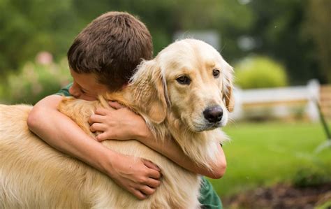 Is er dan ook nog goed nieuws? Jawel, wetenschappers denken het leven van golden retrievers te ...