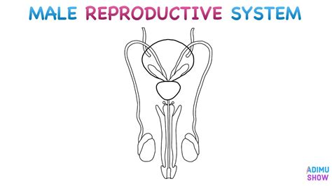 Image result for Male Reproductive System Easy Drawing