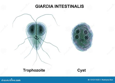 Giardia Cyst Survival Time at Ollie Dunlap blog