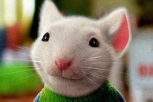 《精灵鼠小弟》将拍第4部 童年回忆回归|精灵鼠小弟|索尼|Stuat Little_新浪娱乐_新浪网