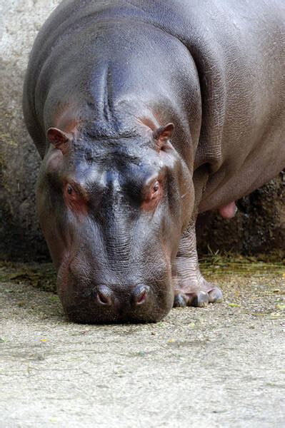 Image result for Hippo vs Python
