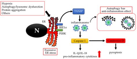IJMS | Special Issue : Autophagy in Health, Ageing and Disease 2.0