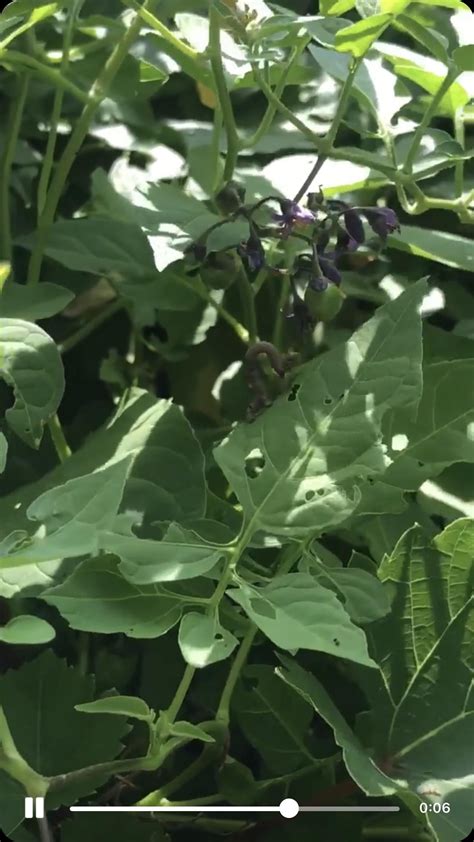 Peppered moth larvae? Or root? : r/insects