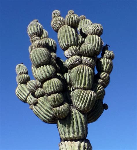 Crested saguaro at Browns ranch | Cactus plants, Crested saguaro cactus ...