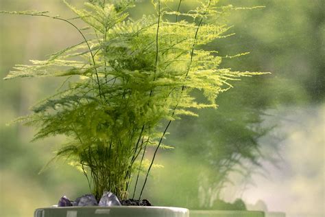 How to Grow and Care for Asparagus Fern
