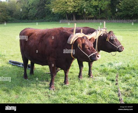 2 Oxen Ox fitted with a yoke for working Stock Photo: 116871322 - Alamy