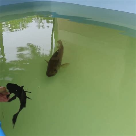 Image result for Alien Rangers vs Fish