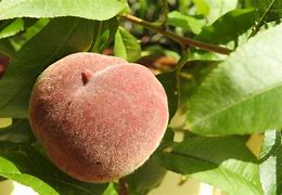 Image result for Peach Floor Texture