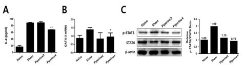 Piperine Ameliorates Trimellitic Anhydride-Induced Atopic Dermatitis ...