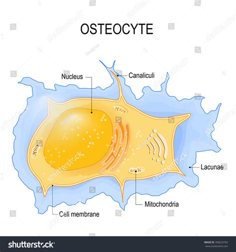 Osteocyte Structure Bone Cell Vector Diagram Stock Vector (Royalty Free ...
