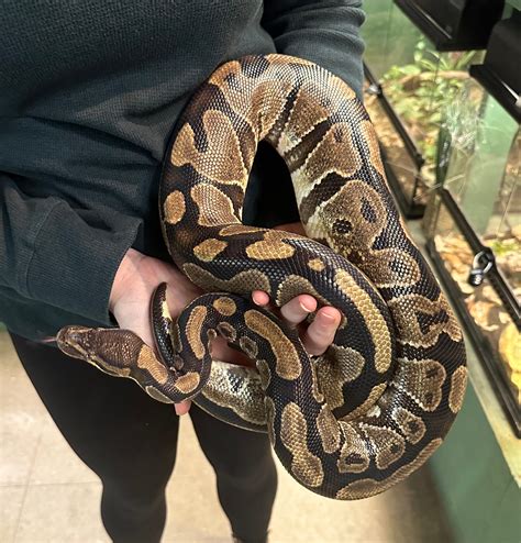Image result for 3 Foot Ball Python