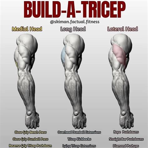 Triceps muscle – Artofit