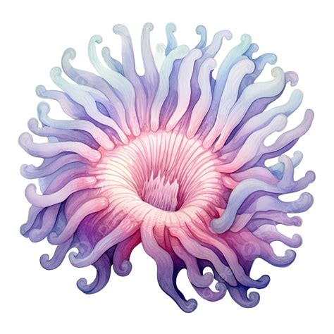 Green Sea Anemone Drawing
