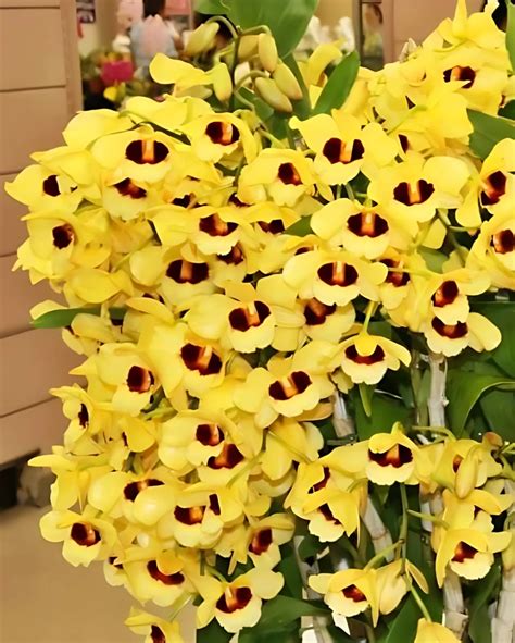 Dendrobium Orchid Species Gatton Sunray Without Flowers - More Than 3 ...