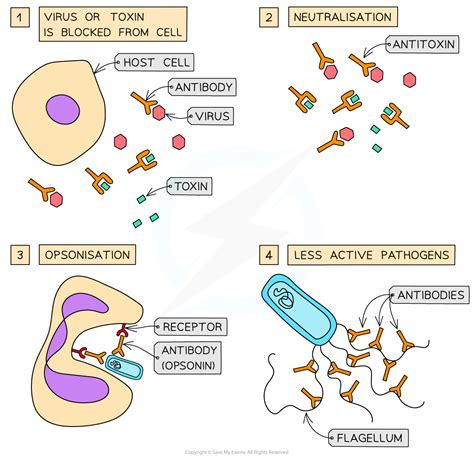 Antibodies | Cambridge (CIE) AS Biology Revision Notes 2023