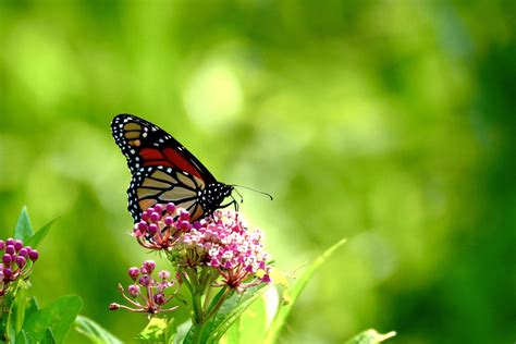 Dragonfly Farm — Perkiomen Watershed Conservancy