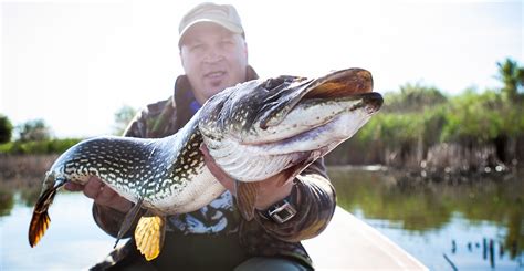 Image result for Angelkoder Schweden Hecht