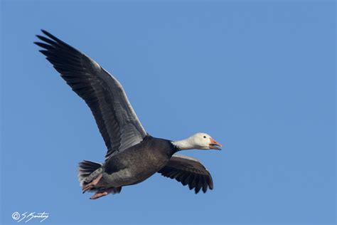 Snow Goose Numbers 的图像结果