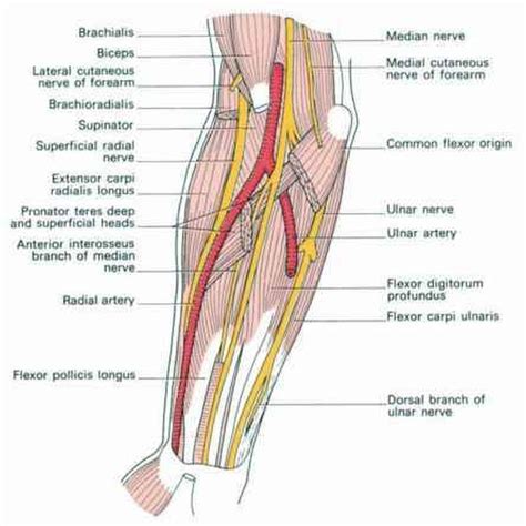 Linear Guide Of The Brachial Artery at Julian Syme blog