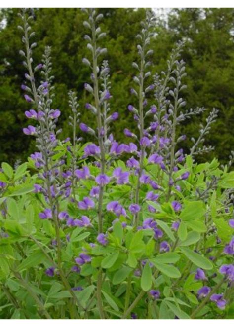 Baptisia australis False Indigo | Behmerwald - Behmerwald Nursery