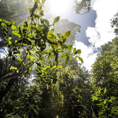 Gondwana Rainforests of Australia | World Heritage Outlook