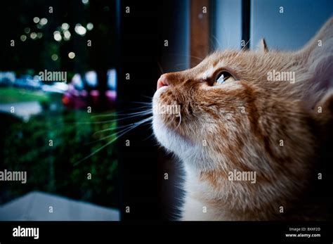 Image result for Rust Cat