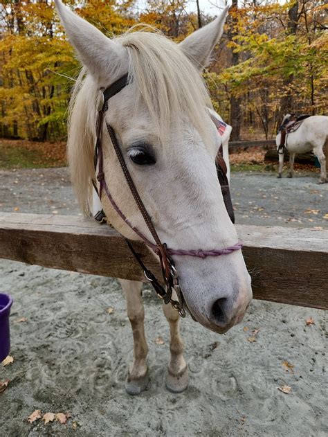 One Trick Pony Rides - 542 Kautz Hollow Rd, Johnsonville, NY 12094 ...
