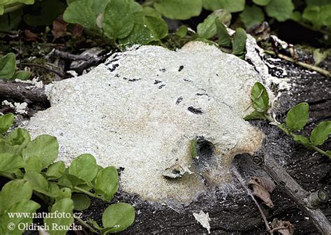 Bildergebnis für candida paragusa