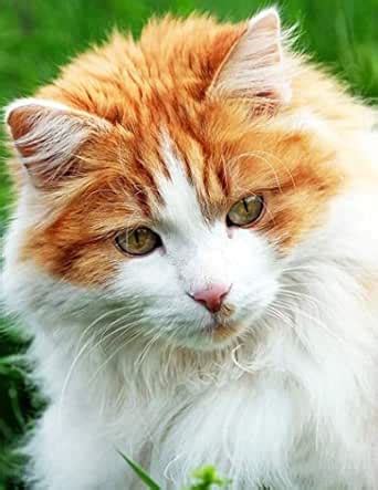 Photo book CAT: My Cat picture book In the world. eBook : CAT, My ...