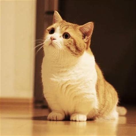 曼基康猫矮脚猫拿破仑短腿猫活体短毛猫乳色美短加白猫舍出售 _狗铺子