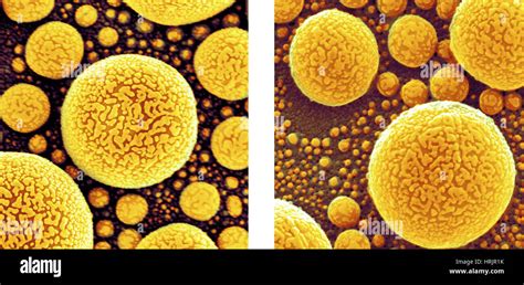 Atom Microscope 的图像结果