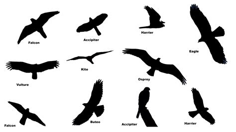 Raptors-Silhouete-Title-Slide - Enchanted by the Wild