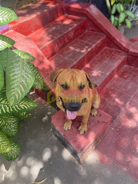 For Sale: Pitbull Rottweiler German Shepherd Mix Puppies - Kingston