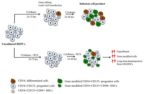 Dr. Saravanabhavan Thangavel | Centre for Stem Cell Research (CSCR)