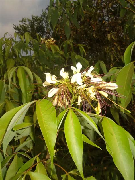 Crateva religiosa, Neermathalam, Mavulangam, Garlic Pear Tree, നീർമാതളം ...