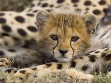 Wallpapers Of Animals by Migi Mega Entertainment Quot The Best Animals Wallpapers Pack Wallpapers Of Animals