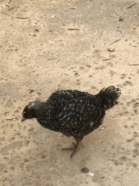 Barred Plymouth Rock BANTAMS -- Upcoming Hatches – Backyard Chickies