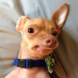 Image result for With Your Teeth Meme Compilation